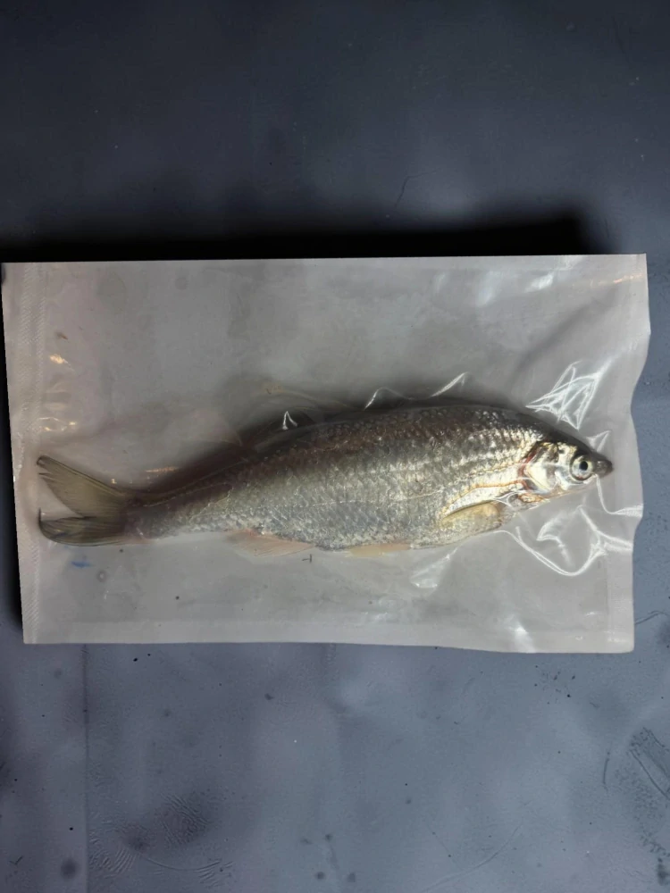 Vakuovaná mražená ouklej obecná 20+cm