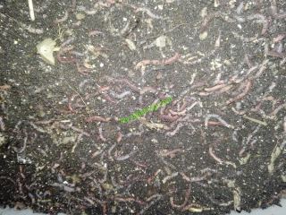 Dendrobaena veneta 0,5kg velikost 2 nejmenší